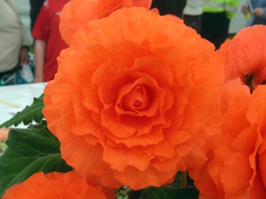 B. ‘Sea Coral’